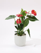 نبات الانتوريوم المزهر بحوض بلاستيك مخطط باللون الابيض